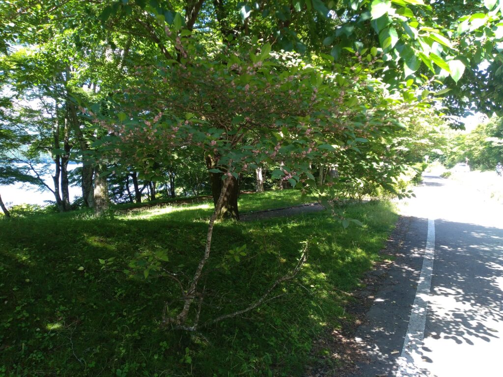 旭日丘の植物の写真