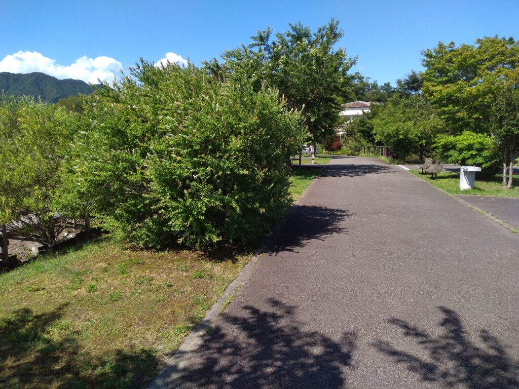 山梨県道715号富士吉田山中湖自転車道線（山中湖サイクリングロード）