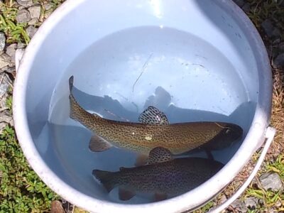 長野県南佐久郡佐久穂町
八千穂レイク釣りっ子ランドで釣り上げた魚たち