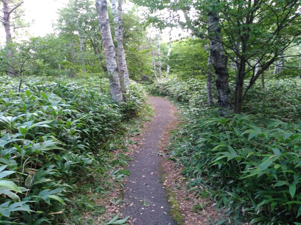 長野県南佐久郡佐久穂町
八千穂レイクの遊歩道