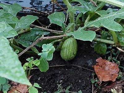 家庭菜園、秋スイカの様子（10月11日）