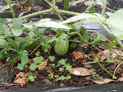 家庭菜園、秋スイカの様子（10月14日）