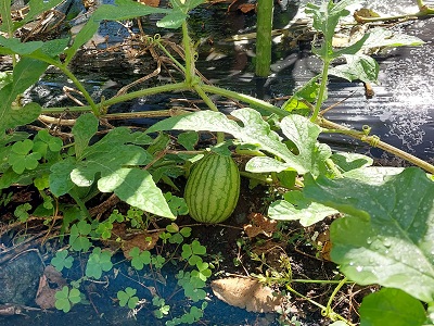 家庭菜園、秋スイカの様子（10月16日）