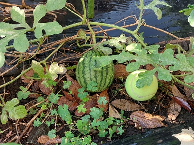 家庭菜園、秋スイカの様子（11月02日）