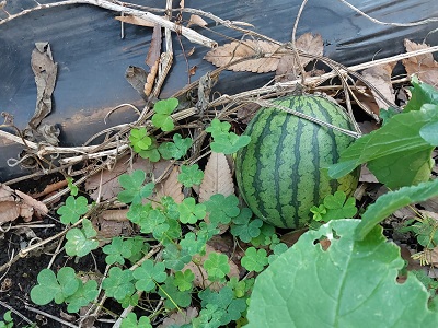 家庭菜園、秋スイカの様子（11月20日）